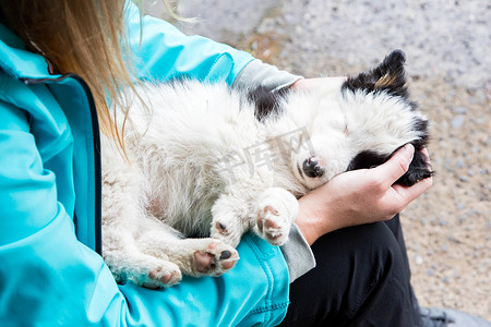 一个女人怀里的小边境牧羊犬小狗