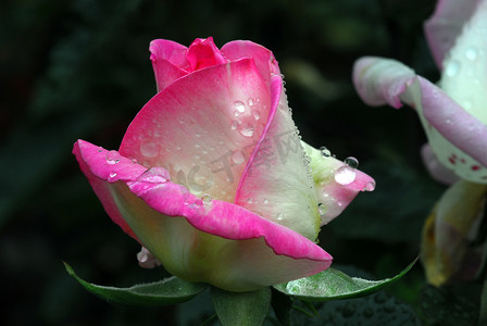 带水滴的粉红玫瑰