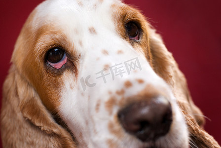 血丝的眼睛摄影照片_猎犬的血丝眼睛