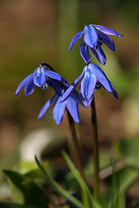 海贼王本子摄影照片_西伯利亚海贼 (Scilla siberica)