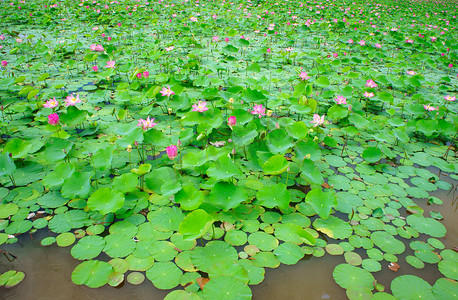 越南花，莲花，荷花池