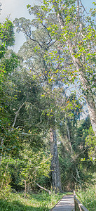 Tsitsikama 森林中的木板路