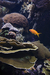 咸水鱼和珊瑚。