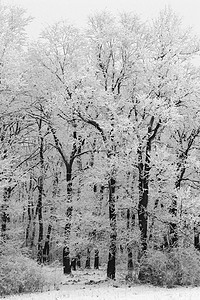 黑色和白色的树摄影照片_黑色和白色的冬季森林