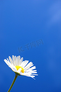 春天蓝色天空下的雏菊