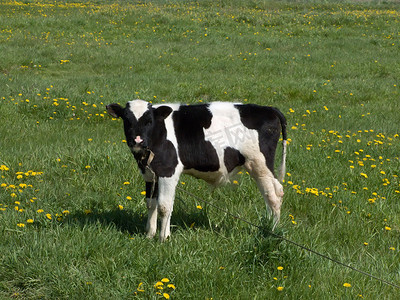 农民黑白摄影照片_夏季草地上的黑白母牛
