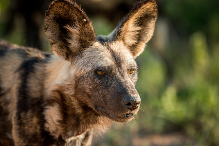 主演非洲野狗在南非克鲁格国家公园。