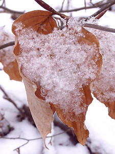 用雪盖的冬天叶子