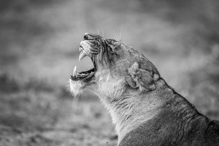 克鲁格国家公园黑白相间的母狮打哈欠