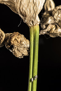 树叶枯萎摄影照片_枯萎的鸢尾花上的寄生虫