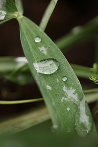 草叶背景中的冬季雨滴特写自然探索大尺寸高质量印刷品