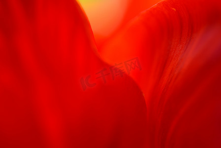 柔和风格的亮红色郁金香花瓣的宏观图像