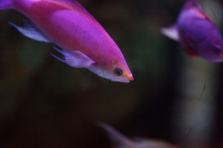 粉红色双色 anthias 鱼