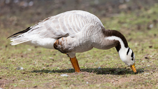 斑头雁 (Anser indicus)