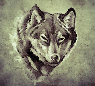 纹身艺术素描，狼头插图