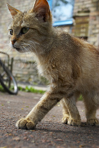 野猫