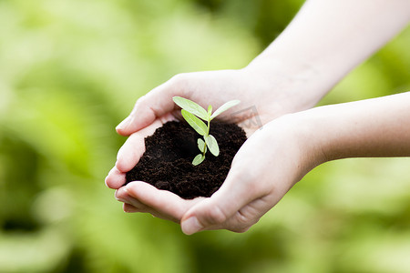土壤中的小植物、新生活或园艺概念