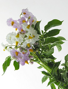 高级淡紫色海报摄影照片_土豆植物的白色和淡紫色花