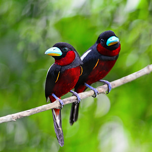 大鸟和小鸟摄影照片_黑红阔嘴鸟