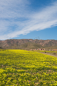 春天梅摄影照片_春天的 Cabo de Gata
