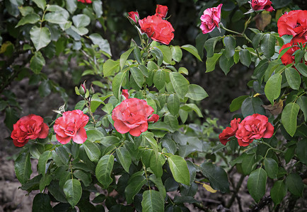 丛林玫瑰摄影照片_美丽的朵朵玫瑰映衬着叶子的绿色