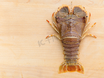 生平头龙虾，龙虾摩顿湾臭虫，东方平头龙虾