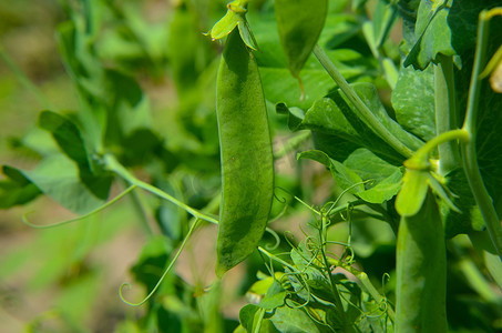 成熟的豌豆植物准备采摘