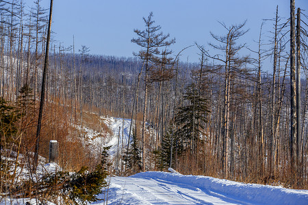 白雪覆盖的道路经过俄罗斯偏远针叶林的高大针叶树