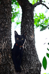 花园里树上的黑猫