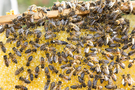 蜂王在蜂巢中产卵