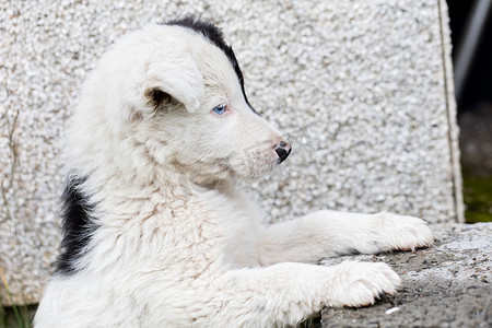 在农场的边境牧羊犬小狗