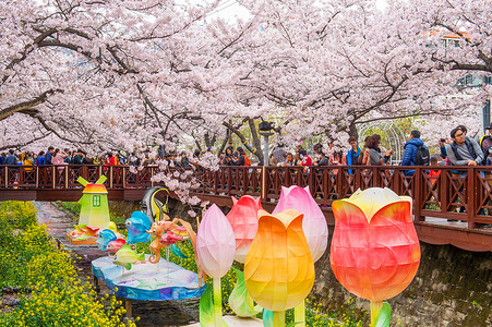樱花节摄影照片_镇海郡行节是韩国最大的樱花节。