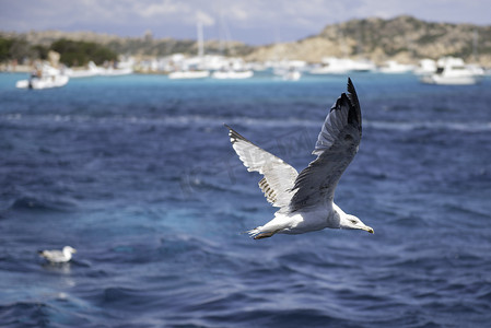 飞越意大利撒丁岛海上的海鸥特写