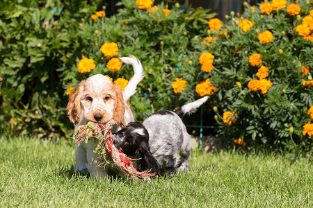 英国可卡犬幼犬