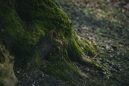 秋季森林中长有绿色苔藓的树根