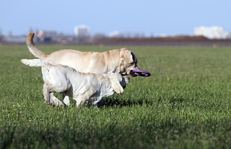 公园里的两只甜黄色拉布拉多犬