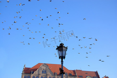 飞鸽传书摄影照片_弗罗茨瓦夫广场上的飞鸽。