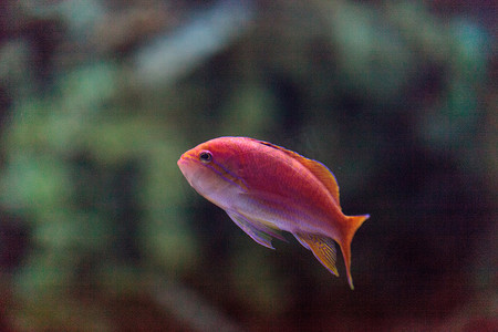 粉红色双色 anthias 鱼
