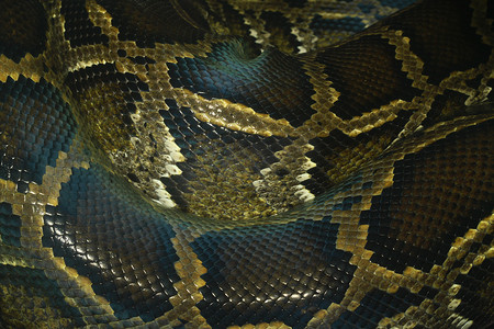 python 蛇皮和鳞片图案宏