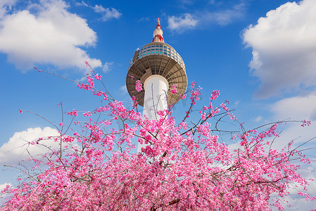 首尔塔和粉红色的樱花，春天的樱花季，韩国首尔。
