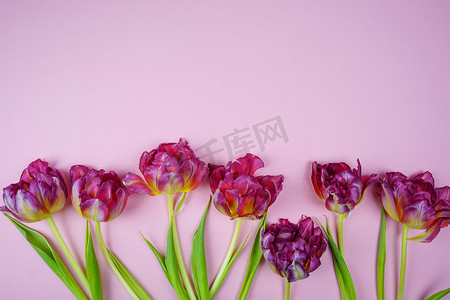 郁金香铺在淡淡的淡紫色背景上，是文字的地方