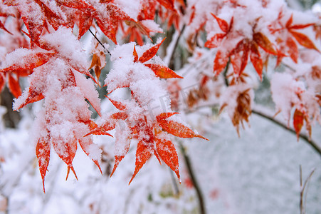 莱恩摄影照片_在雪盖的红色秋天枫树，韩国。