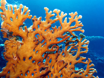 蓝水背景下热带海底珊瑚礁与大黄火珊瑚