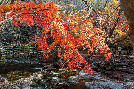 防城港江山半岛摄影照片_游客在秋季拍摄韩国 Naejangsan 周围美丽的风景。