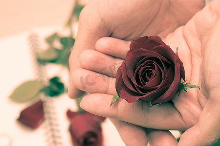 送花的手摄影照片_在情人节送一朵玫瑰