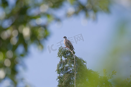 远方雄伟的画像，一只木鸽在常青树上