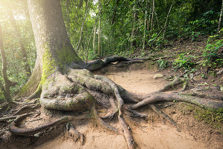 坡地上大树的树干和根