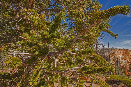 狐尾松 Pinus longaeva 树 2387