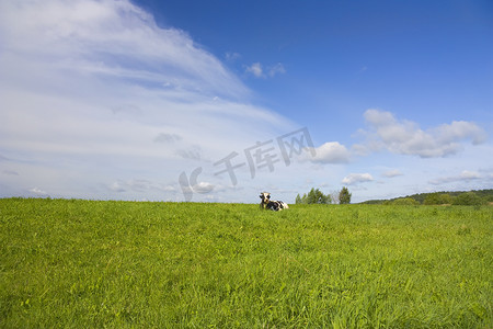 奶牛在草地上休息