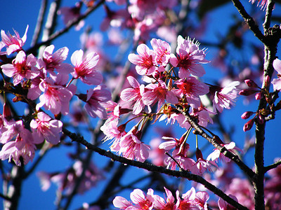 樱花花